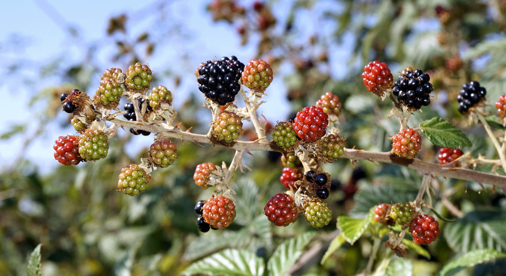 Comment planter des arbustes à fruits