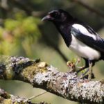 Comment protéger vos fruits des oiseaux ?