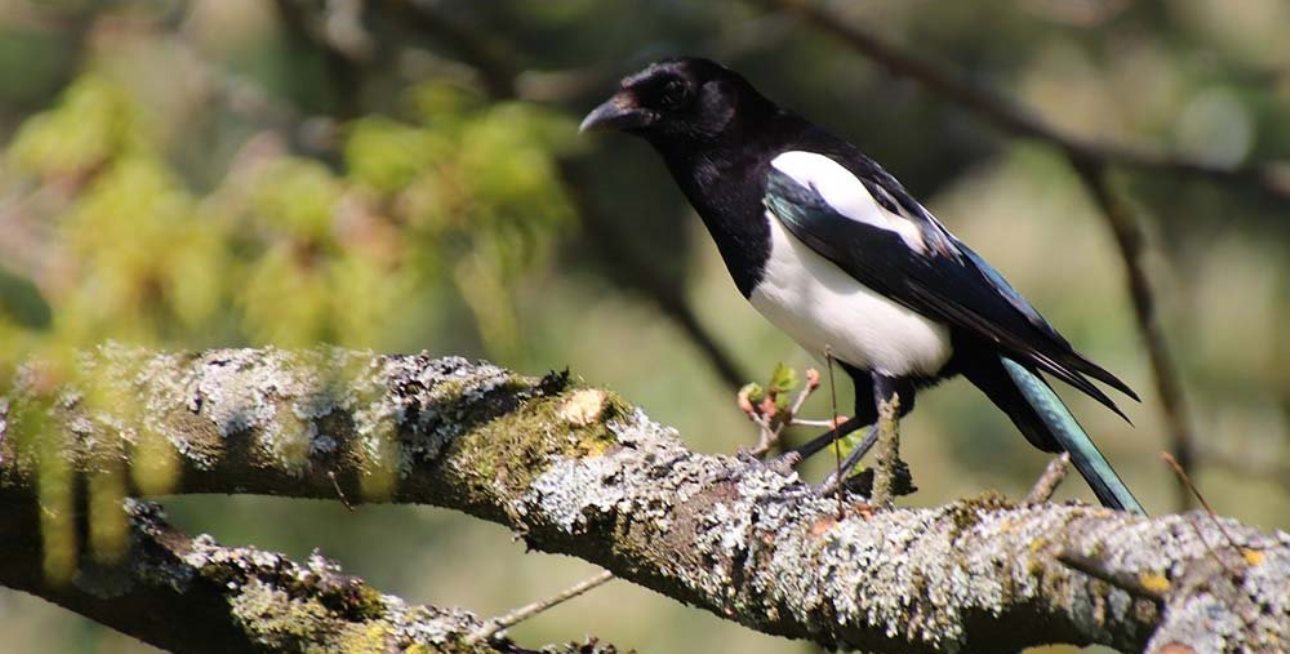 Comment protéger vos fruits des oiseaux ?