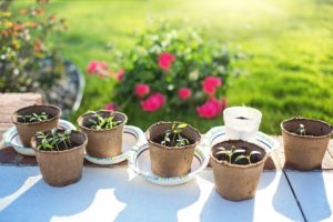 Comment préparer vos semis en intérieur ?