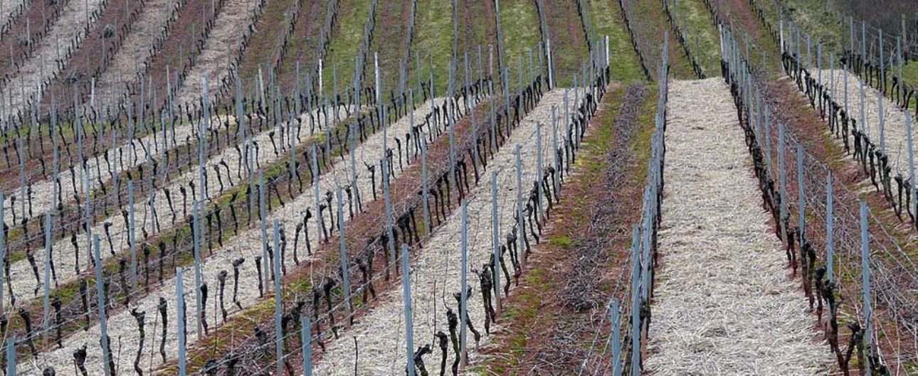 Comment tailler la vigne pour avoir du raisin