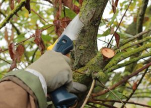 Comment élaguer un arbre et à quel moment
