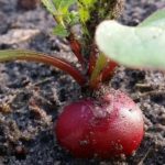 En mai, quels légumes de saison manger ?