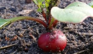En mai, quels légumes de saison manger