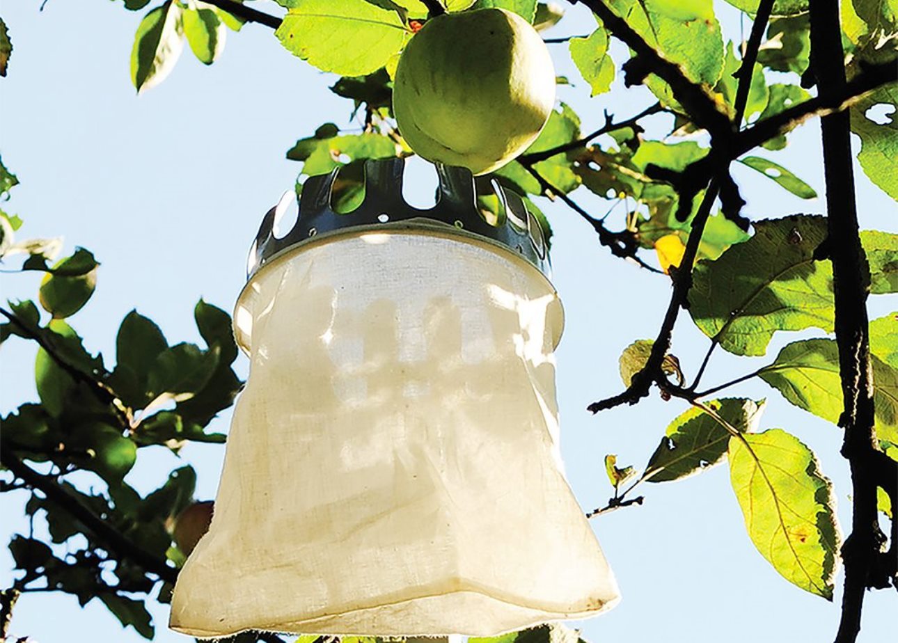 La récolte des fruits