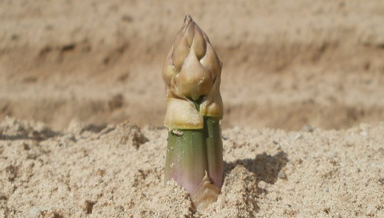 L´asperge - culture récolte et consommation