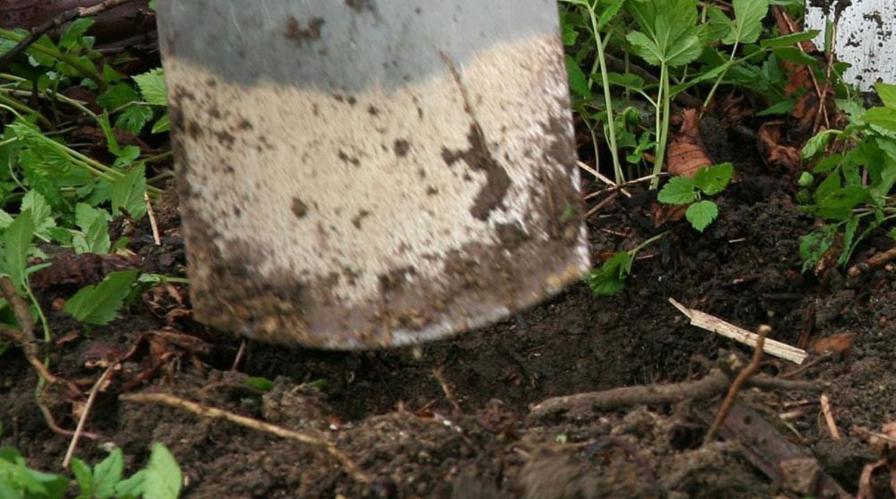 Pourquoi planter vos arbres en novembre ?