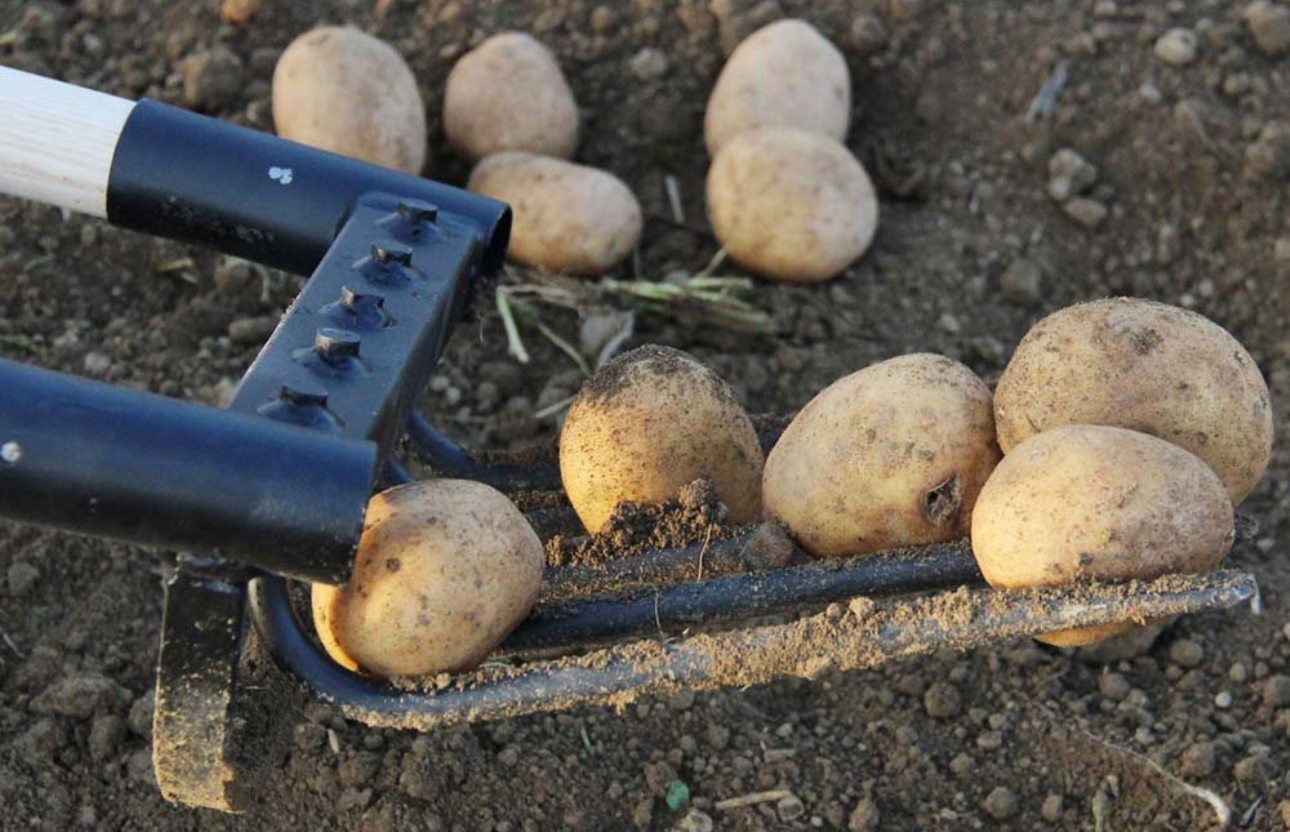 Quand et comment ramasser vos pommes de terre