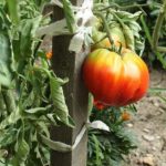 Travaux jardinage août potager verger : réussir pas à pas