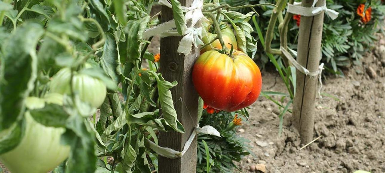 Que faire au potager et au jardin en août ?