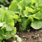 Que faire au potager et au jardin en juillet ?
