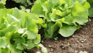Que faire au potager et au jardin en juillet