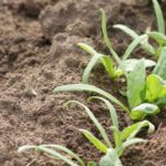 Travaux jardinage en juin : que faire au potager, verger et jardin
