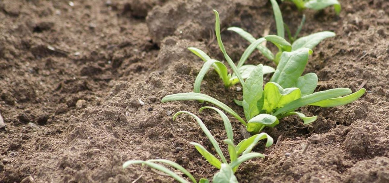 Que faire au potager et au jardin en juin