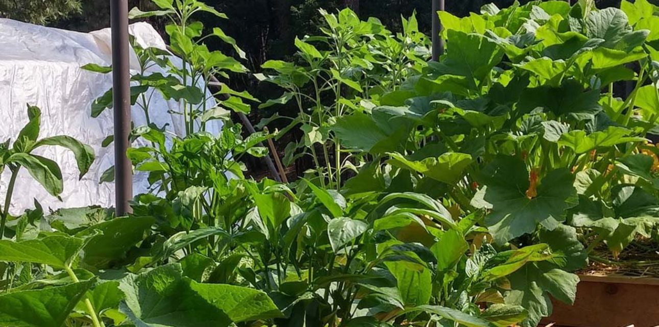 Que faire au potager et au jardin en novembre ?