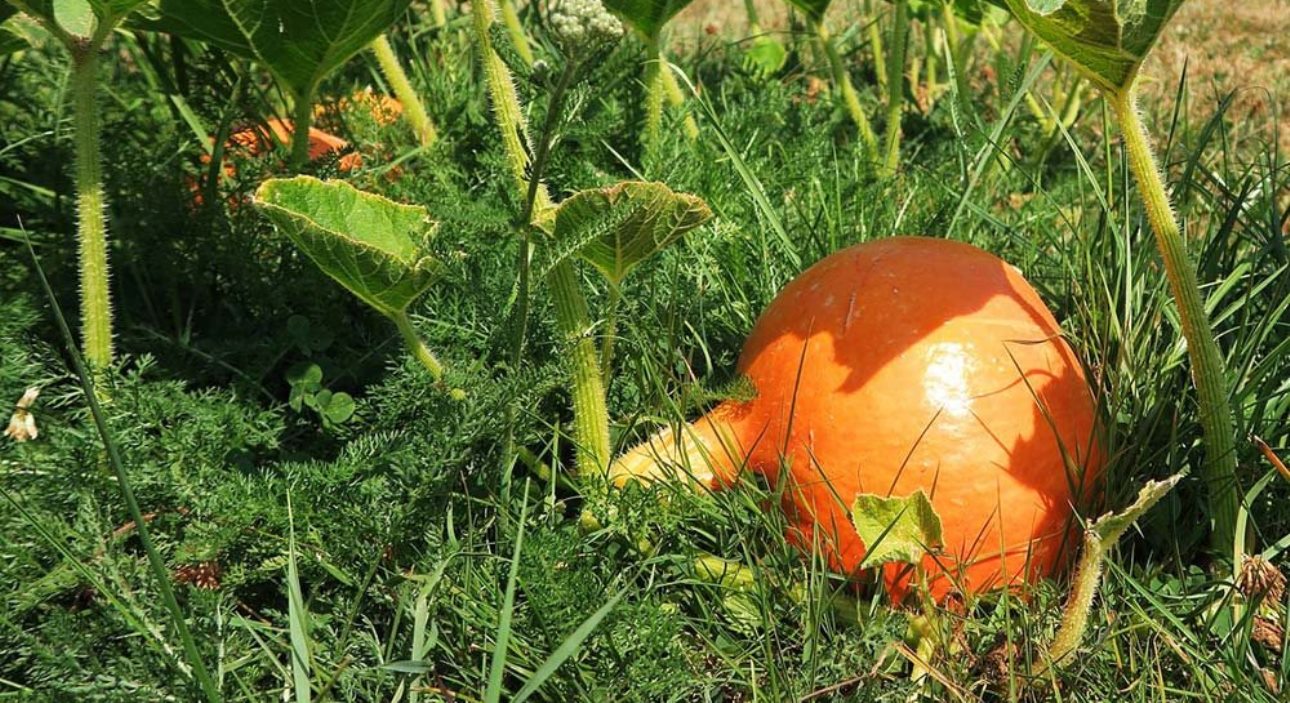 Que faire au potager et au jardin en octobre ?