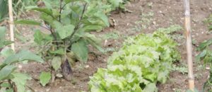 Que faire au potager et au jardin en septembre ?