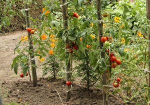 Tomates, les clés de la réussite
