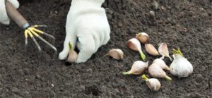 Planter de l'ail