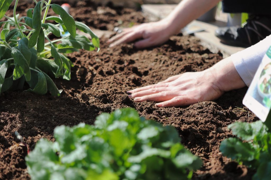 Comment semer en pleine terre ?