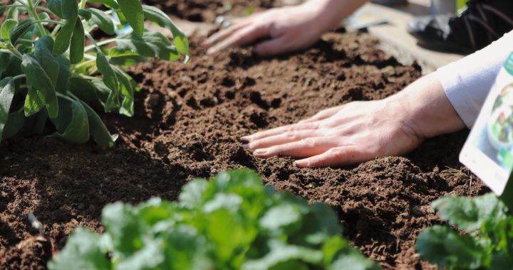 Comment semer en pleine terre ?